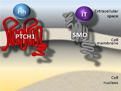 HEDGEHOG INHIBITION WITH ITRACONAZOLE GRAPHIC